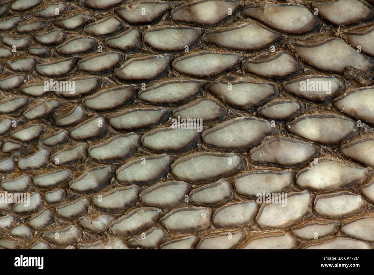 American Alligator, Alligator mississippienensis, detail of ventral ...