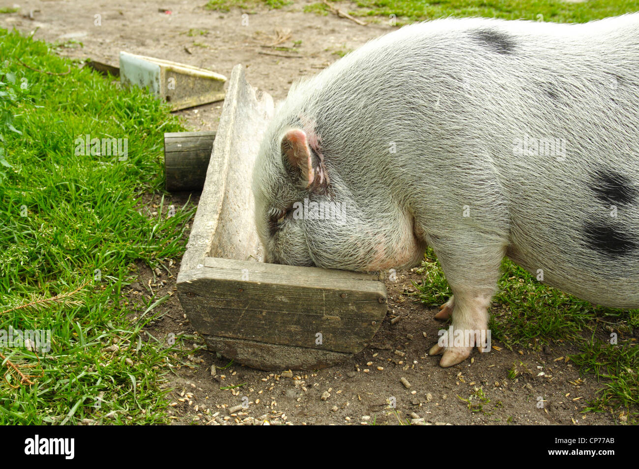 small pig eats from trough Stock Photo