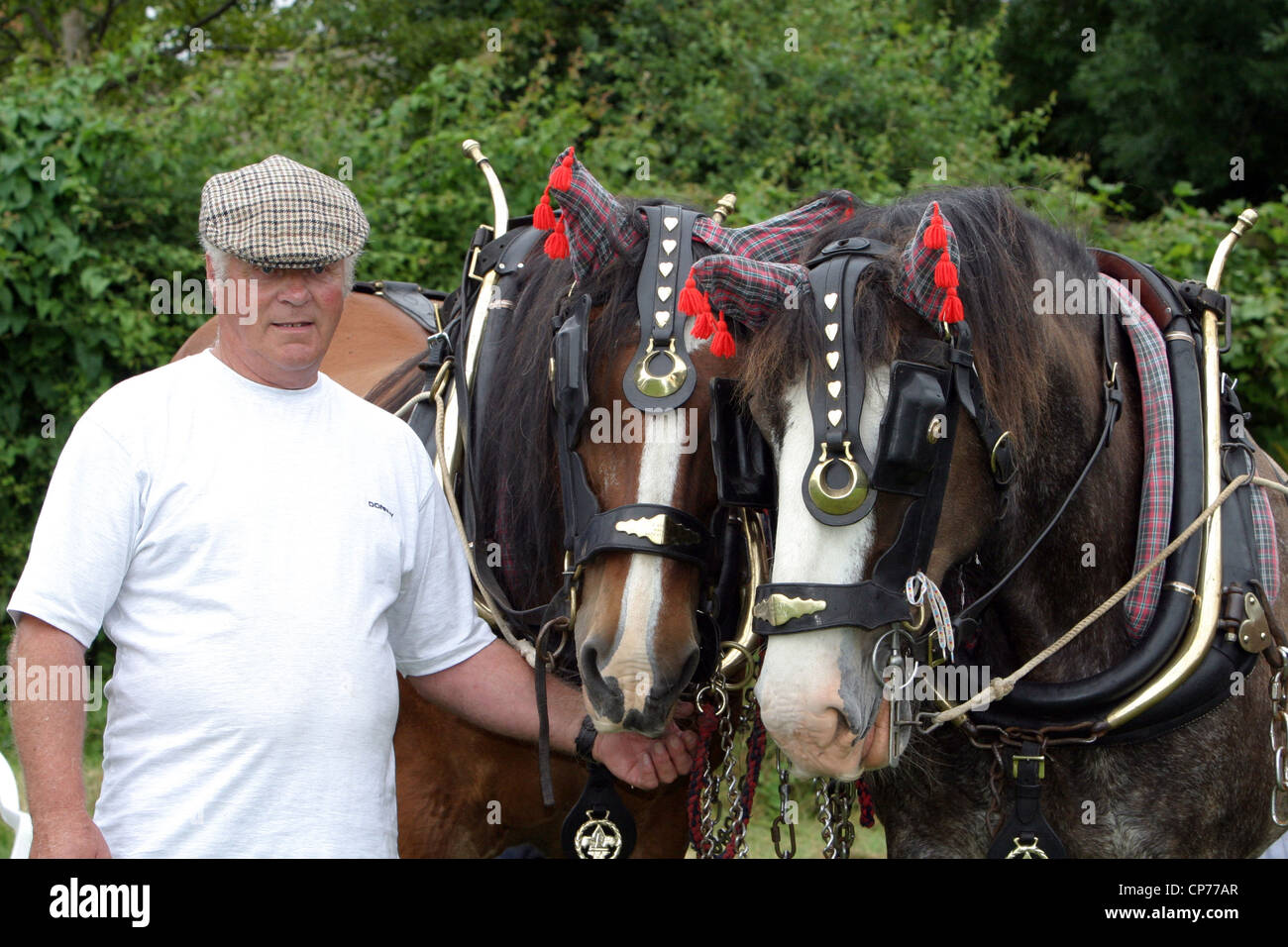 Shire Horses and handler at Heddington and Stockley Steam Rally. Stock Photo