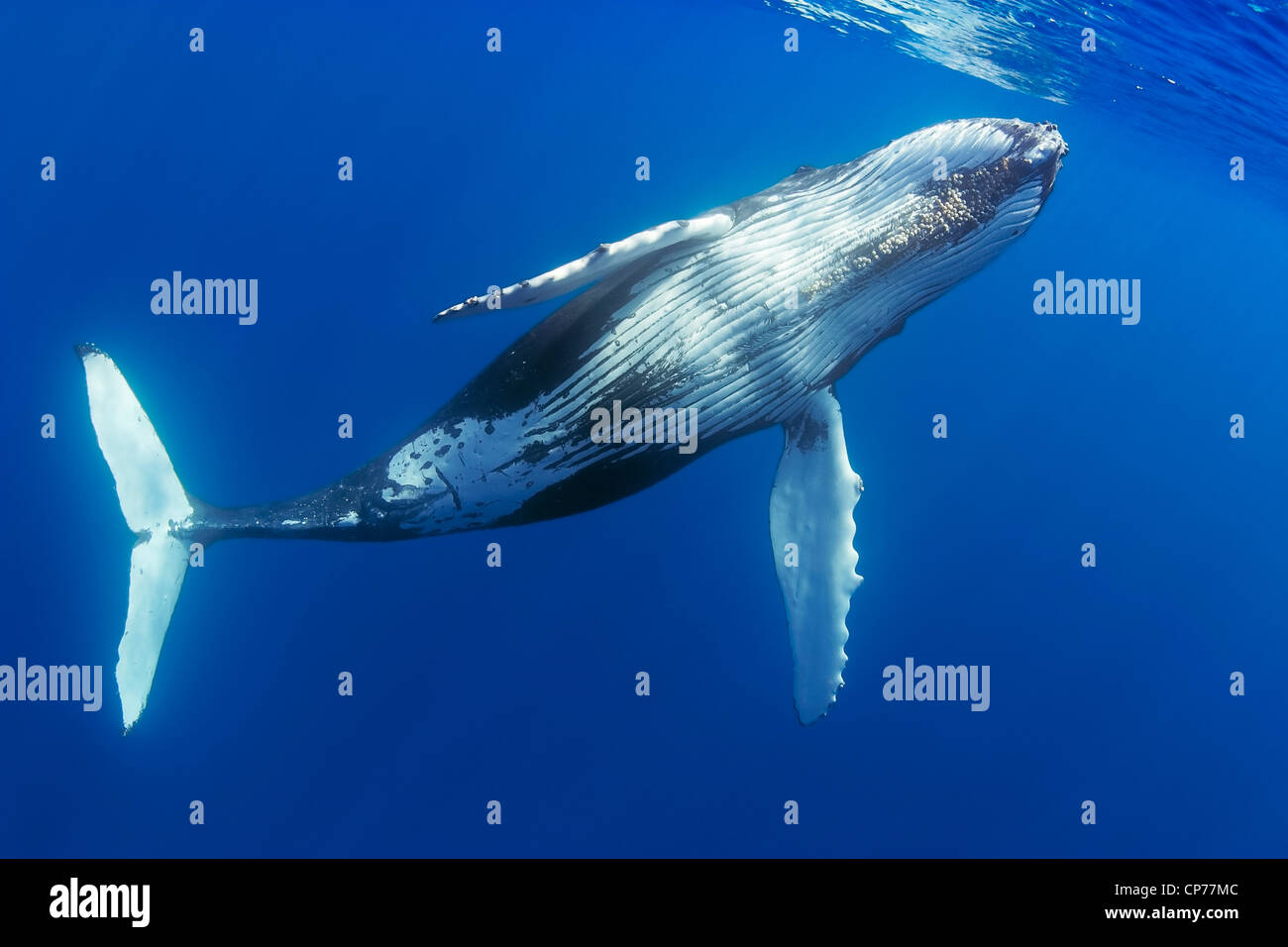 Humpback whale, (Megaptera novaeangliae) Stock Photo