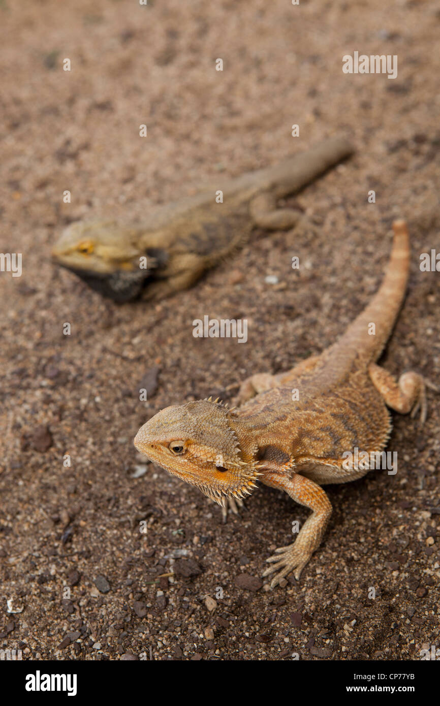 Two Bearded Dragons walking along the ground at Butterfly World, Klapmuts, South Africa Stock Photo