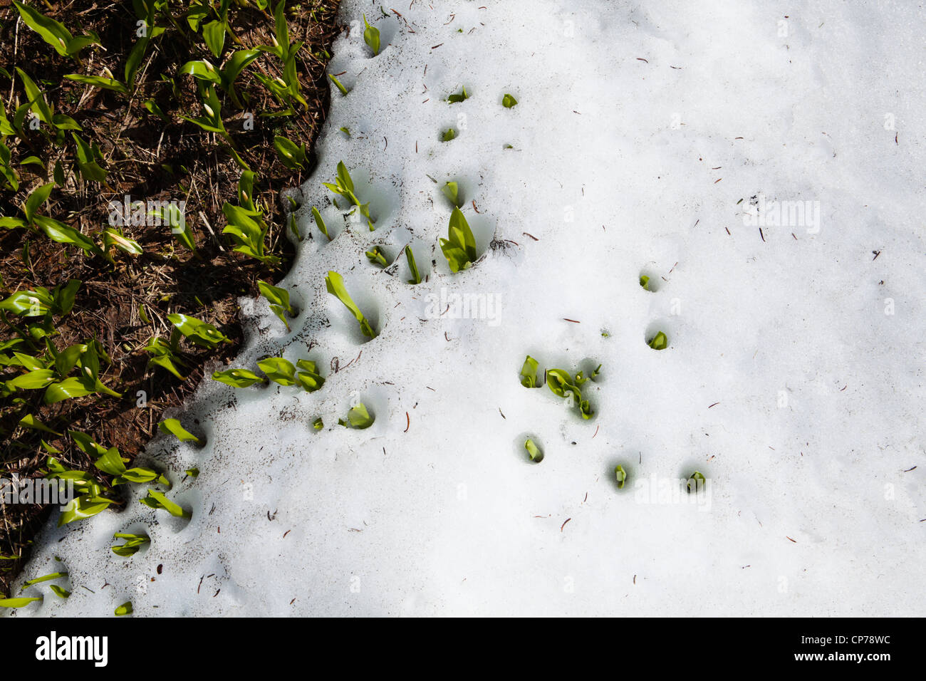 melting snow and new Spring growth, Mount Rainier National Park, Washington, USA. Stock Photo