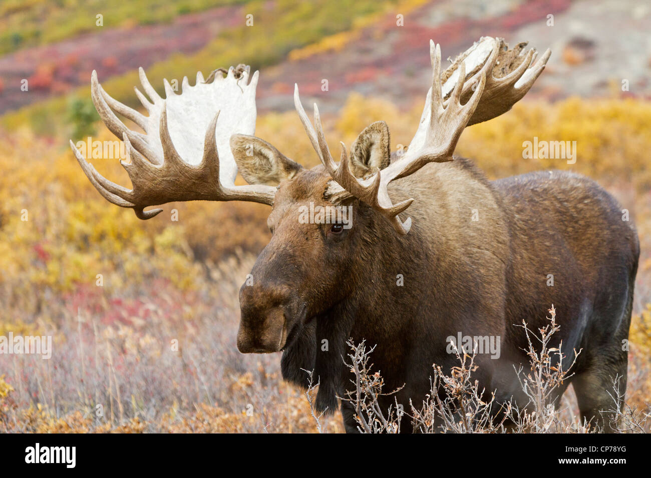 A large bull moose walks thru the Fall foliage in Denali National Park and Preserve, Interior Alaska Stock Photo