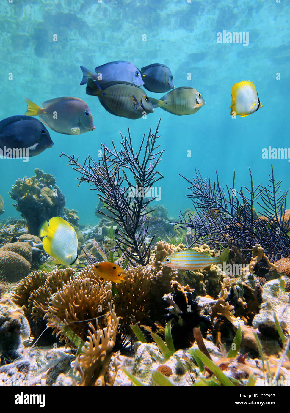 Underwater coral reef with tropical fish on shallow seabed, Caribbean sea, Mexico Stock Photo
