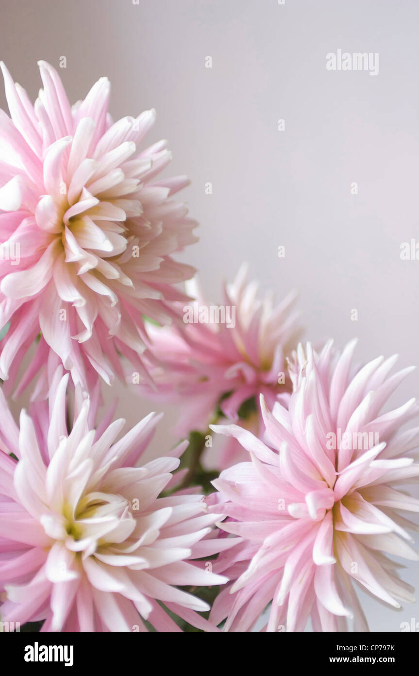 Medium Cactus Dahlia High Resolution Stock Photography and Images - Alamy