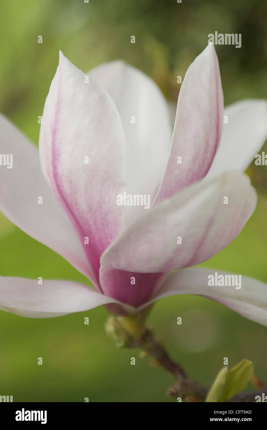 Magnolia cultivar, Magnolia, White, Green. Stock Photo