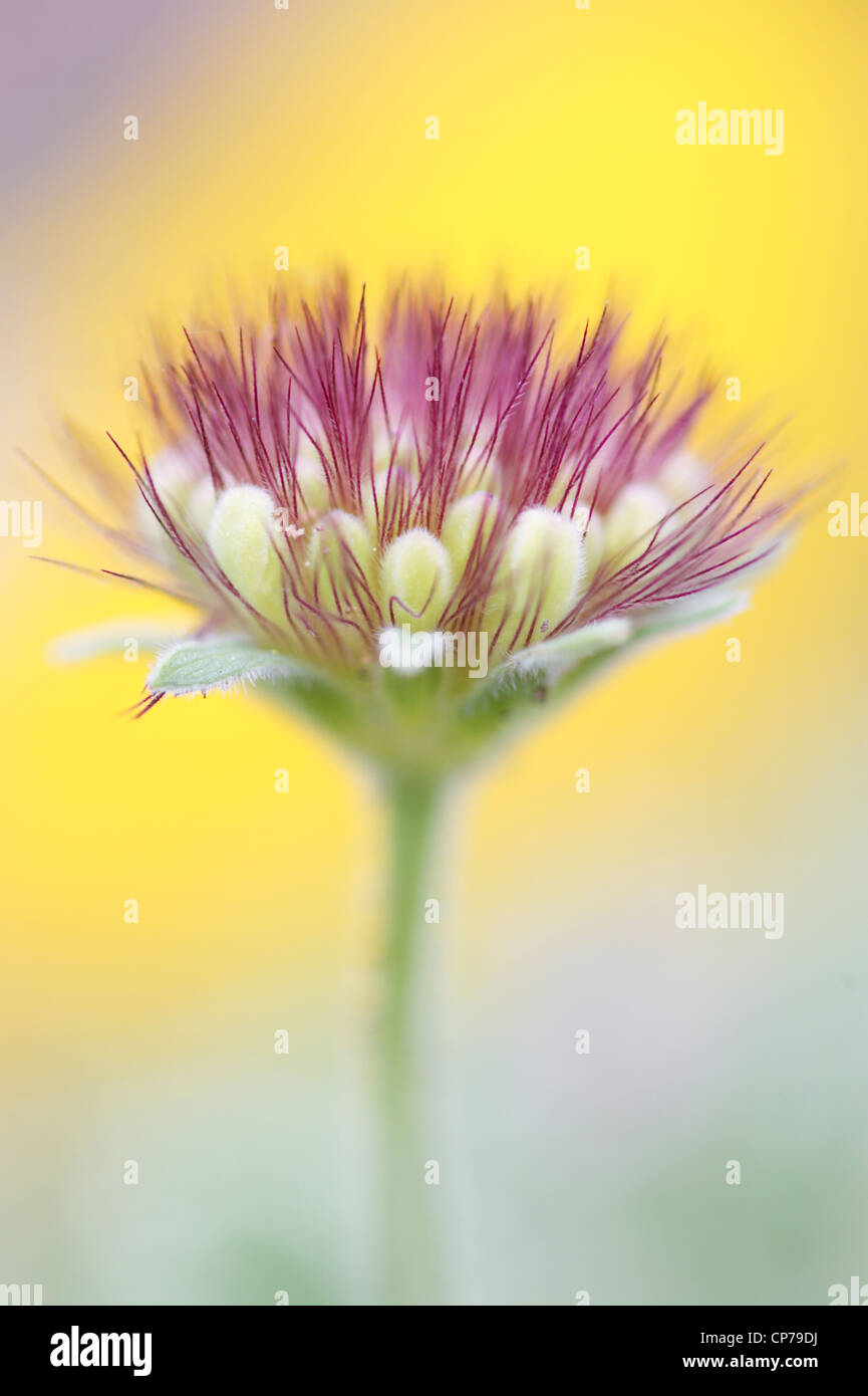 Purple flower texture hi-res stock photography and images - Alamy