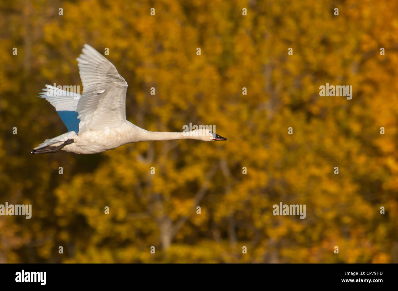 Trumpeter Swan in flight over Potter Marsh, Anchorage, Southcentral Alaska, Autumn Stock Photo