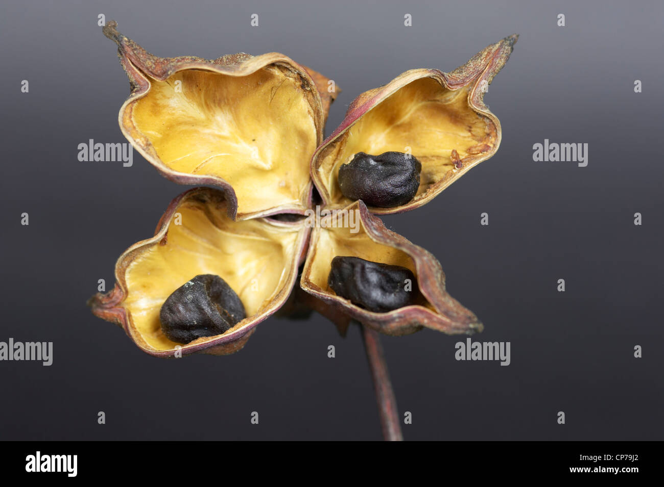 Paeonia cultivar, Peony, Brown, Grey. Stock Photo