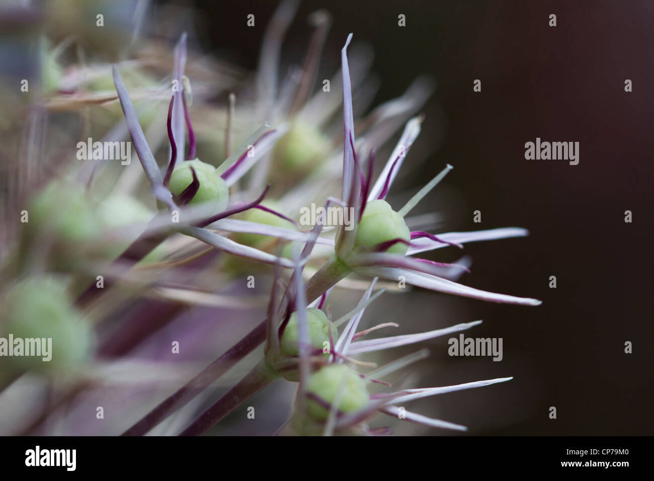 Allium christophii, Allium, Purple, Black. Stock Photo