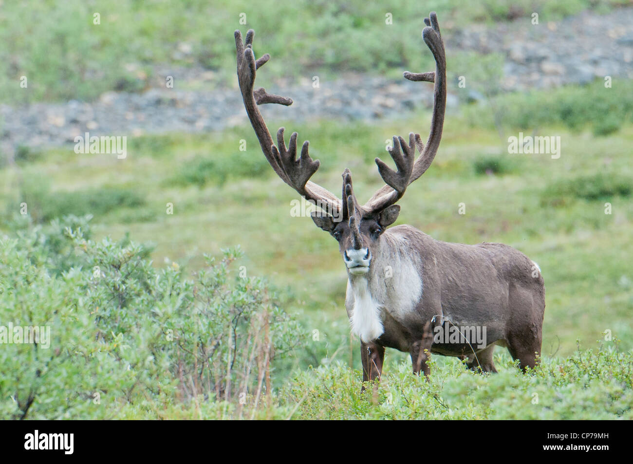 Large bull Caribou in Denali National Park & Preserve, Interior Alaska, Summer Stock Photo