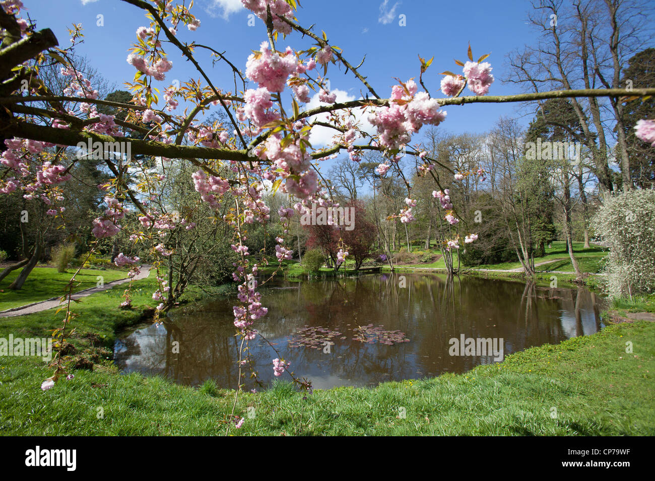 Cholmondeley Castle Gardens. Spring view of a pink cherry blossom tree in full bloom. Stock Photo