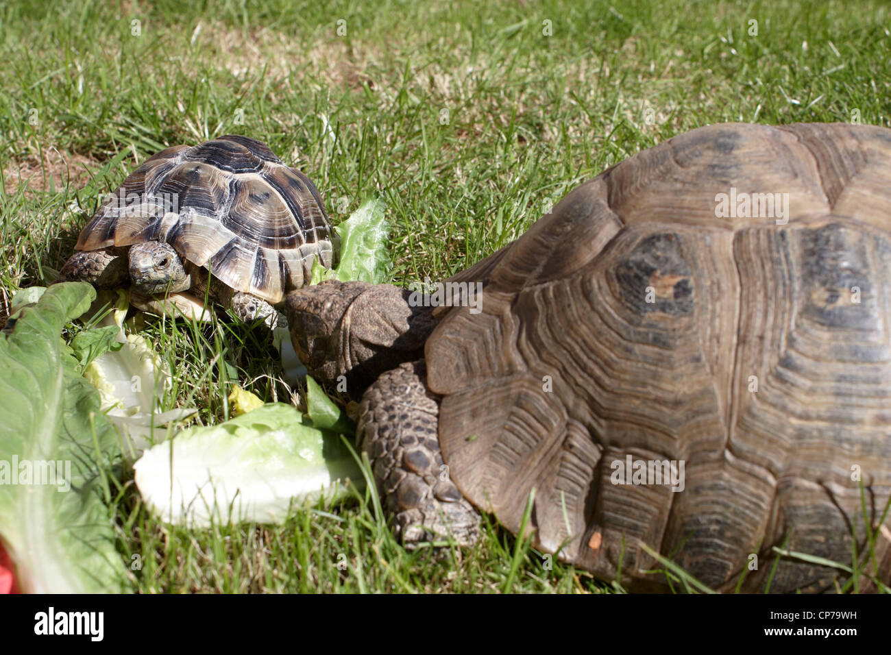 Mum and baby tortoise eating lettuce on the lawn Stock Photo Alamy