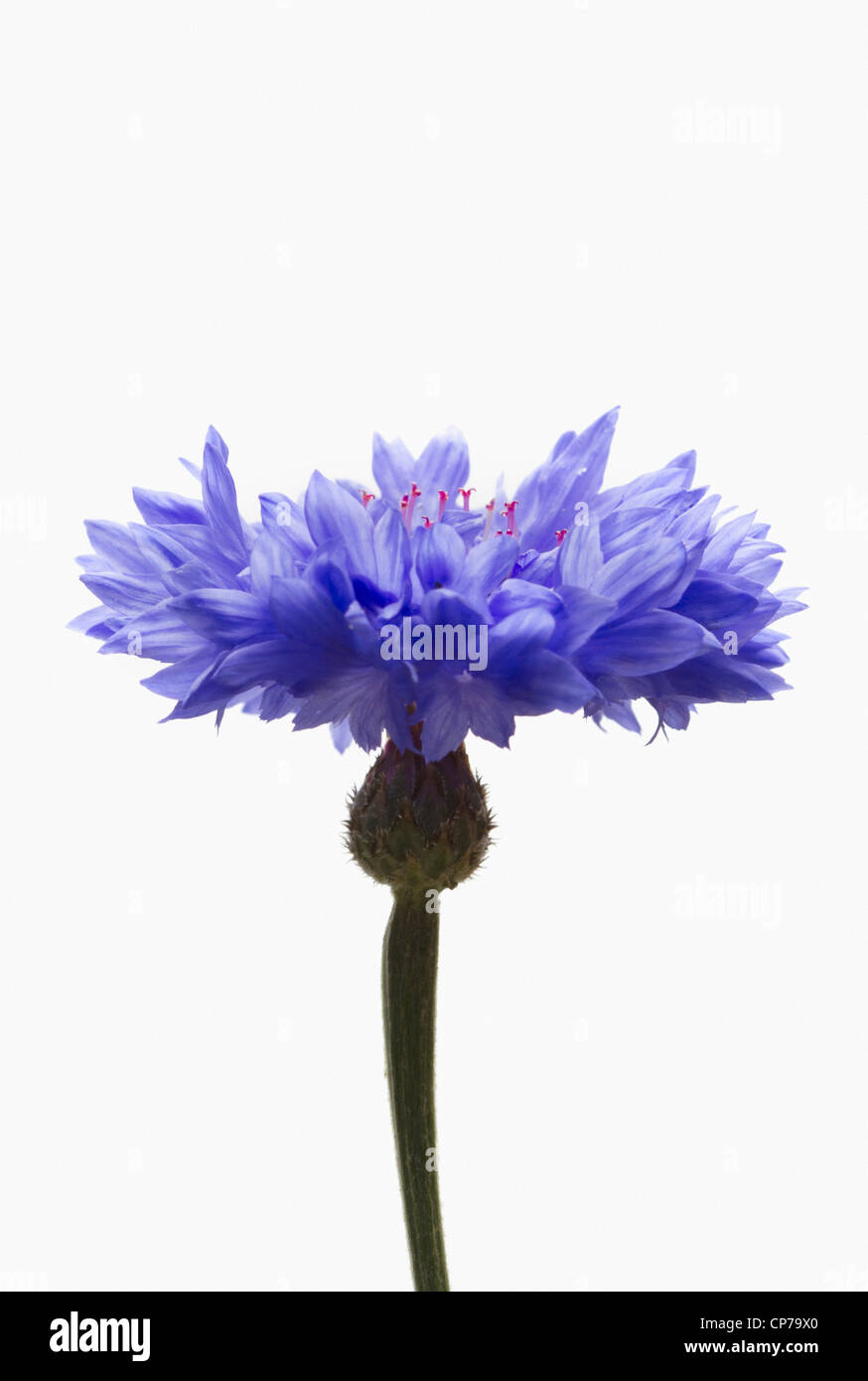 Cornflower white light background hi-res stock photography and images ...