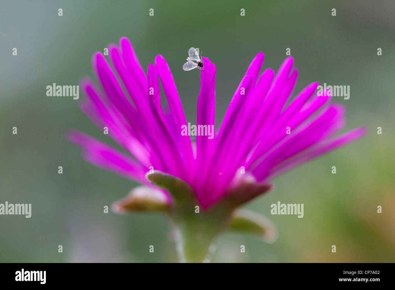 Lampranthus amoenus, Midday Flower, Pink. Stock Photo