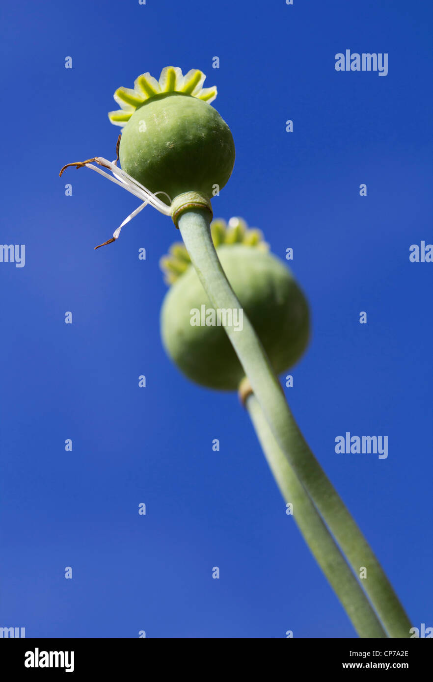 Papaver somniferum, Poppy, Opium poppy, Green, Blue. Stock Photo