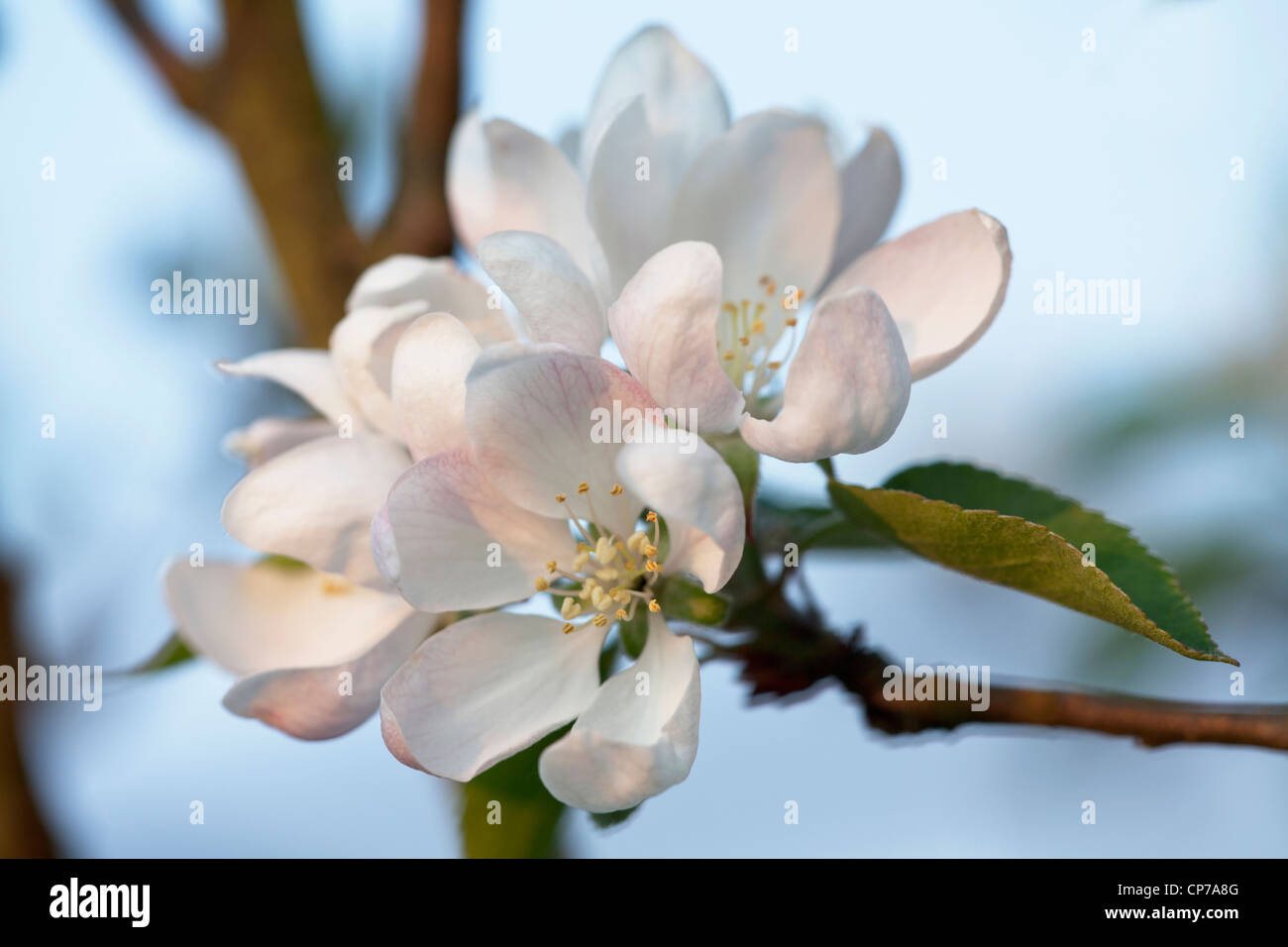 Malus domestica 'Worcester Pearmain', Apple, Pink. Stock Photo