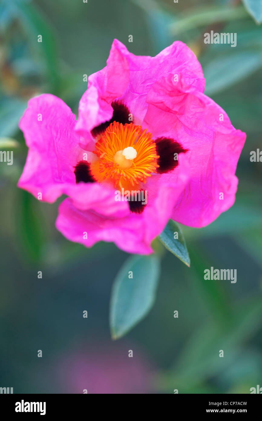 Cistus purpureus, Rock rose, Pink. Stock Photo