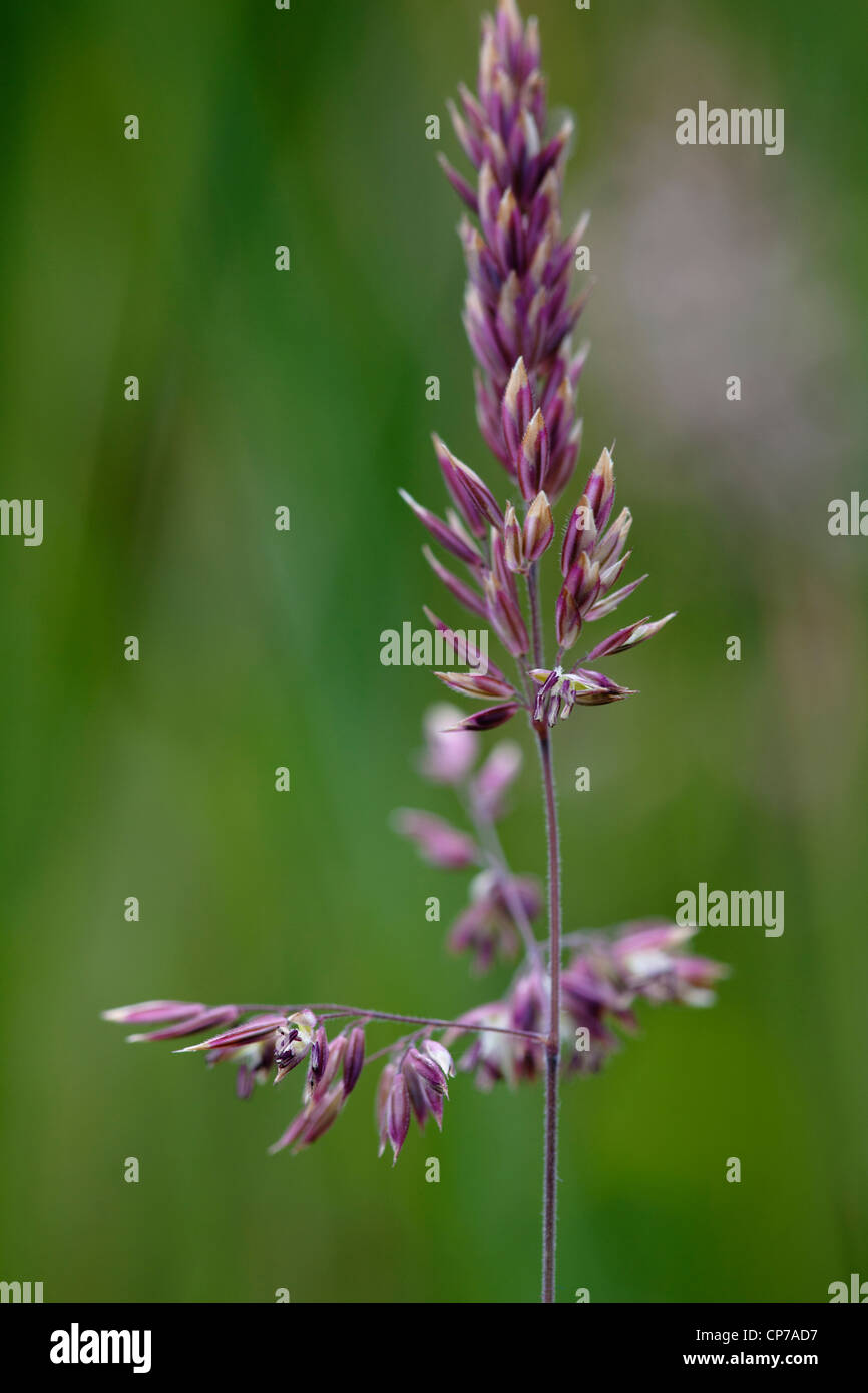Dactylis glomerata, Grass, Cocksfoot grass, Brown. Stock Photo