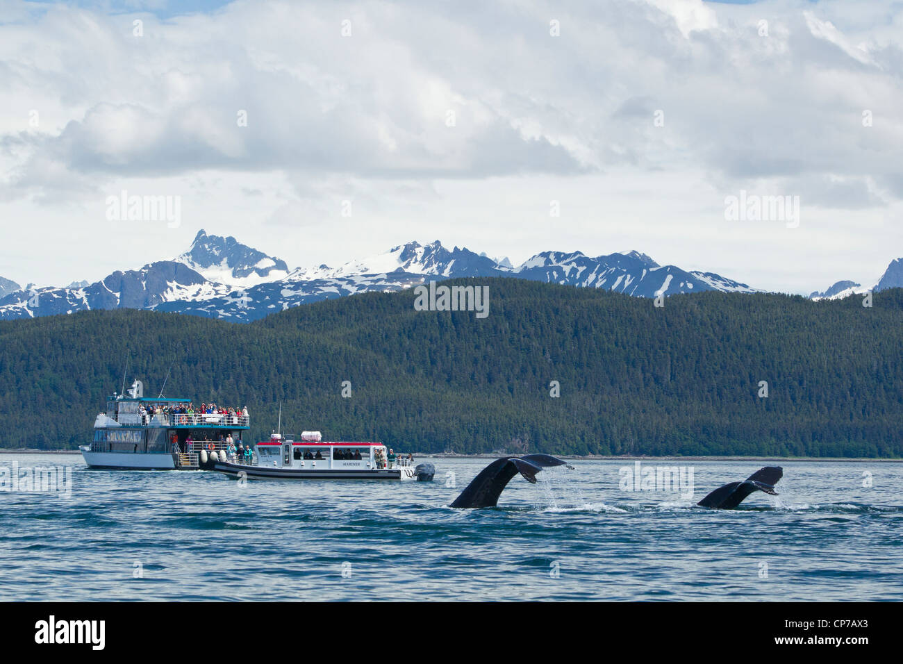 Tourists on a tour boat watch Humpback Whales fluking at Point Retreat Lighthouse, Inside Passage, Southeast Alaska, Summer Stock Photo