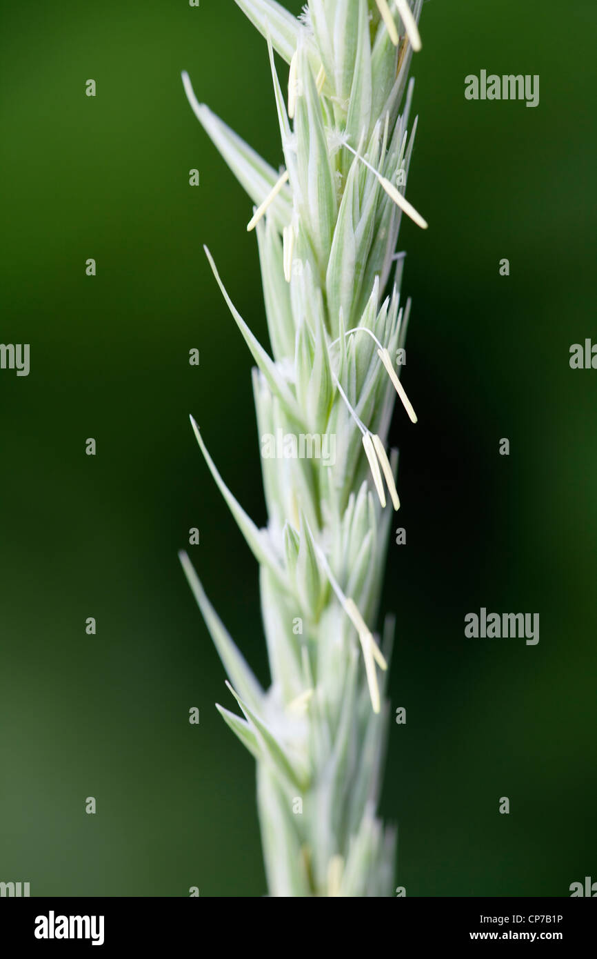 Elymus arenarius, Lyme grass, Green, Green. Stock Photo