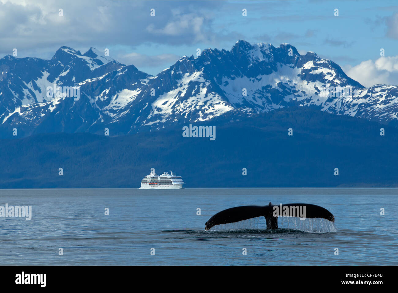 COMPOSITE: Humpback Whale fluking in Lynn Canal with a cruise ship in the distance, Inside Passage, Southeast Alaska, Summer Stock Photo