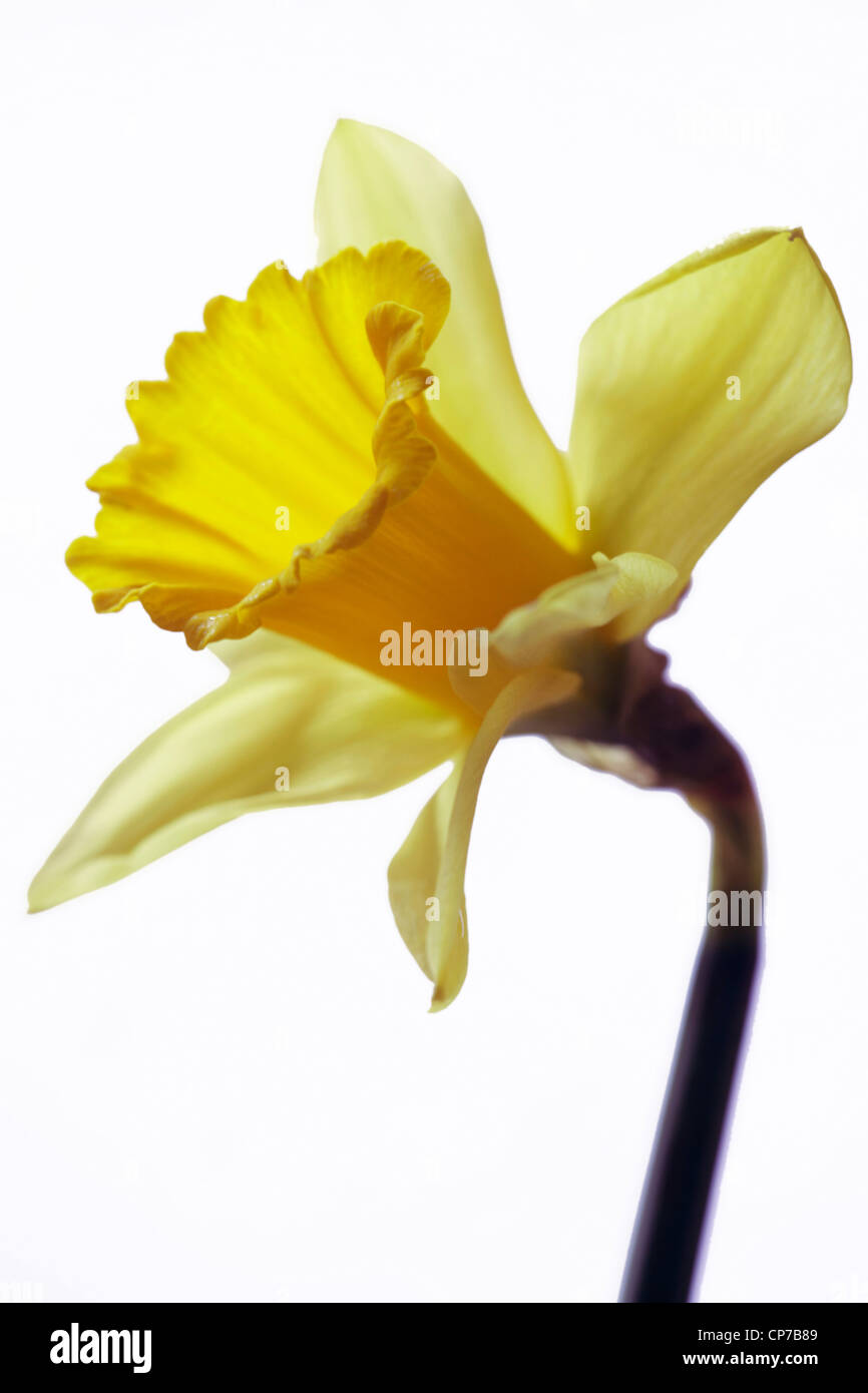 Narcissus pseudonarcissus, Daffodil, Yellow. Stock Photo