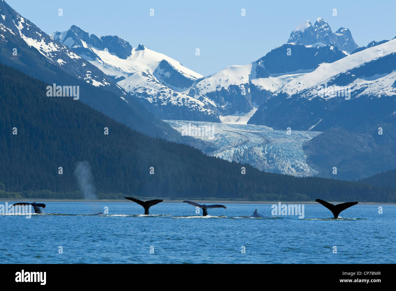 COMPOSITE: Pod of Humpback whales fluking as they feed near Eagle Beach with Herbert Glacier in the background, Alaska Stock Photo