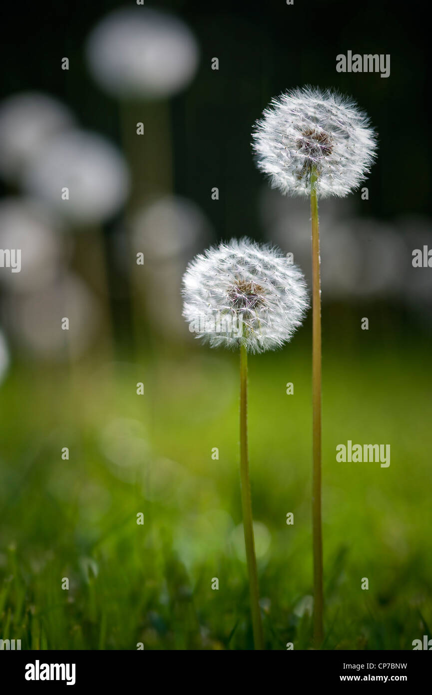 Two Dandelions Flowers Gone To Seed Stock Photo