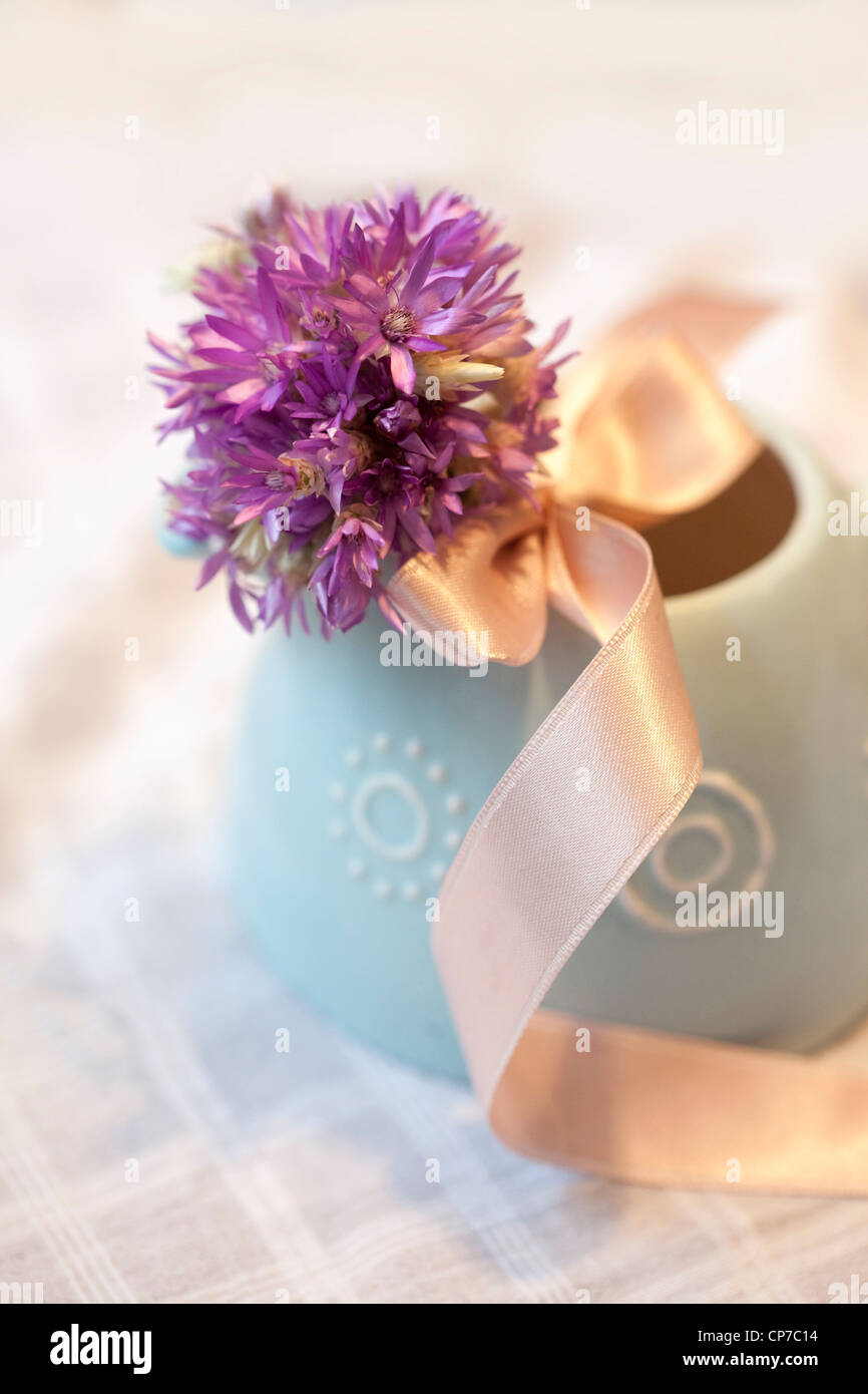 Helichrysum cultivar, Everlasting flower, Purple. Stock Photo