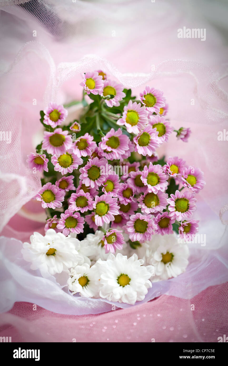 Chrysanthemum cultivar, Daisy, Chrysanthemum, Pink Stock Photo Alamy