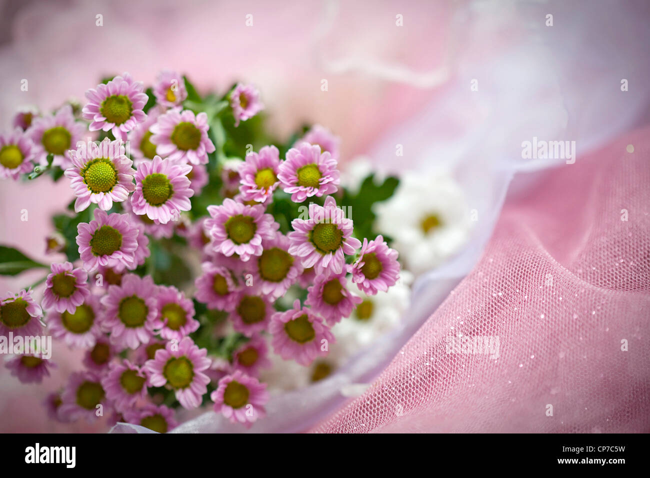 Chrysanthemum cultivar, Daisy, Chrysanthemum, Pink Stock Photo Alamy