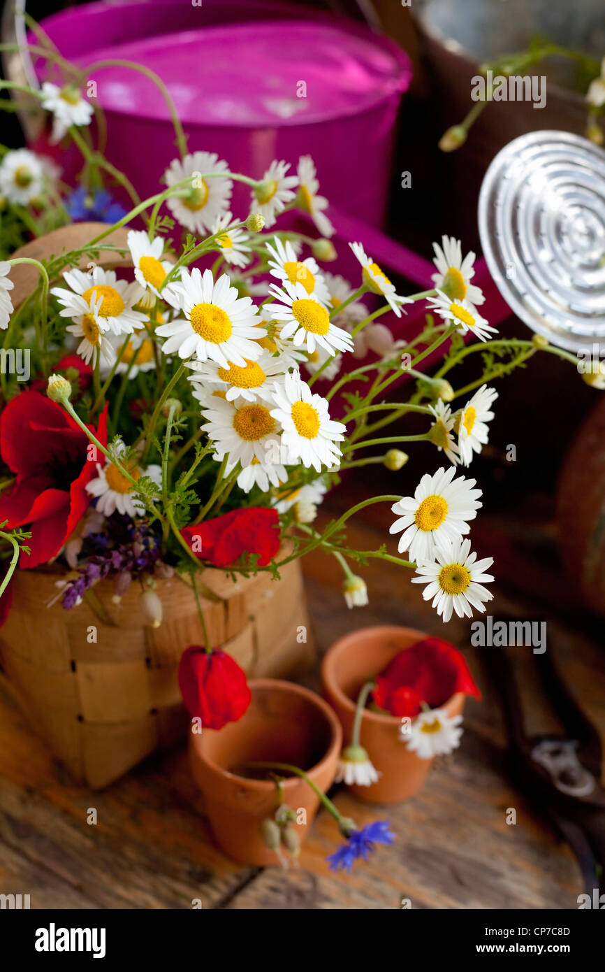 Argyranthemum frutescens, Daisy, White. Stock Photo