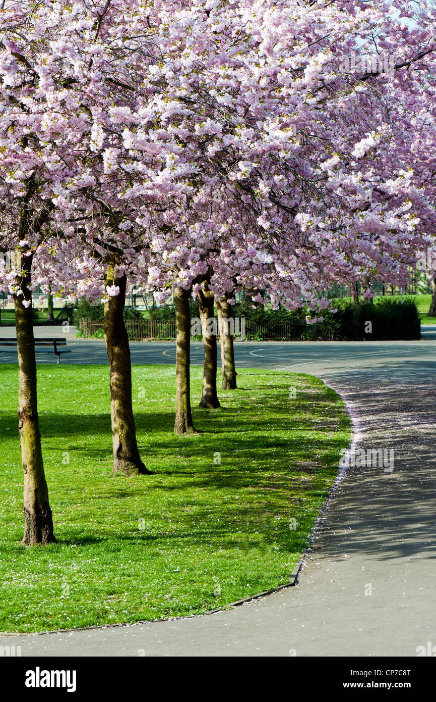 Ravenscourt Park, Hammersmith, London, United Kingdom Stock Photo Alamy