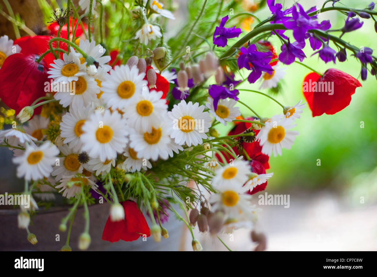 Argyranthemum frutescens, Daisy, Mixed colours. Stock Photo
