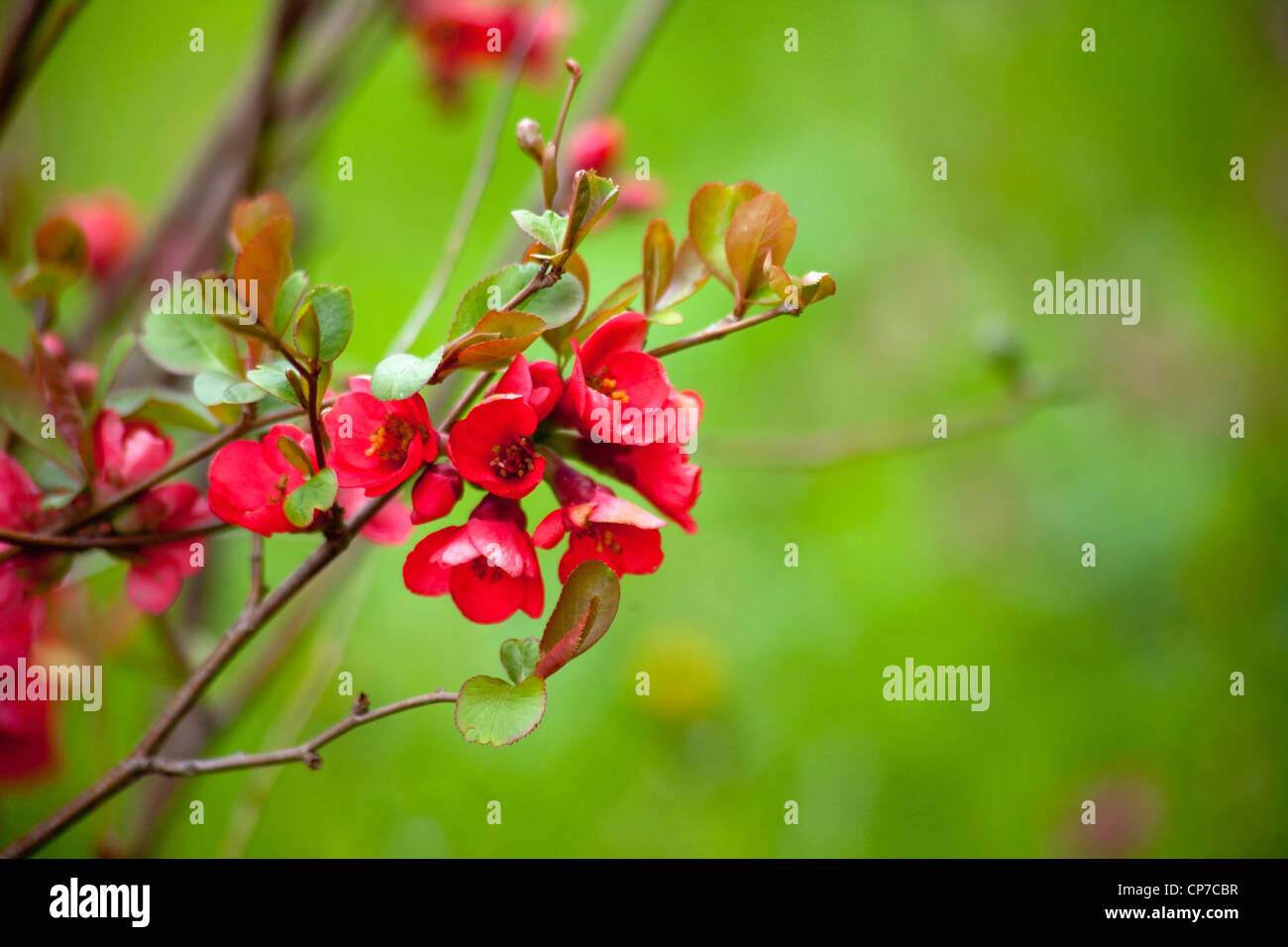Chaenomeles cultivar, Flowering quince, Japanese quince, Red, Green. Stock Photo