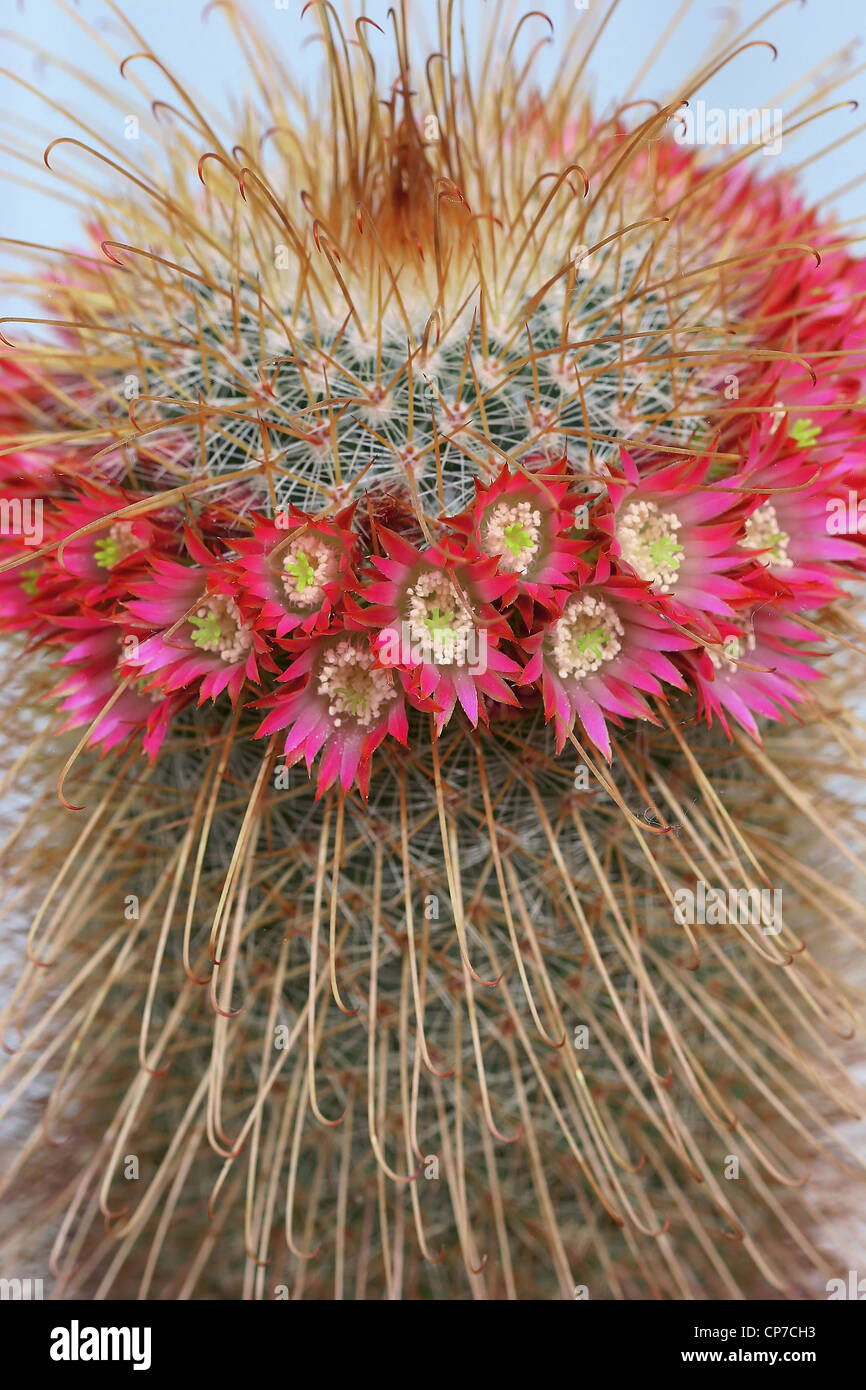 Mammillaria cultivar, Cactus, Pincushion cactus, Red Stock Photo Alamy