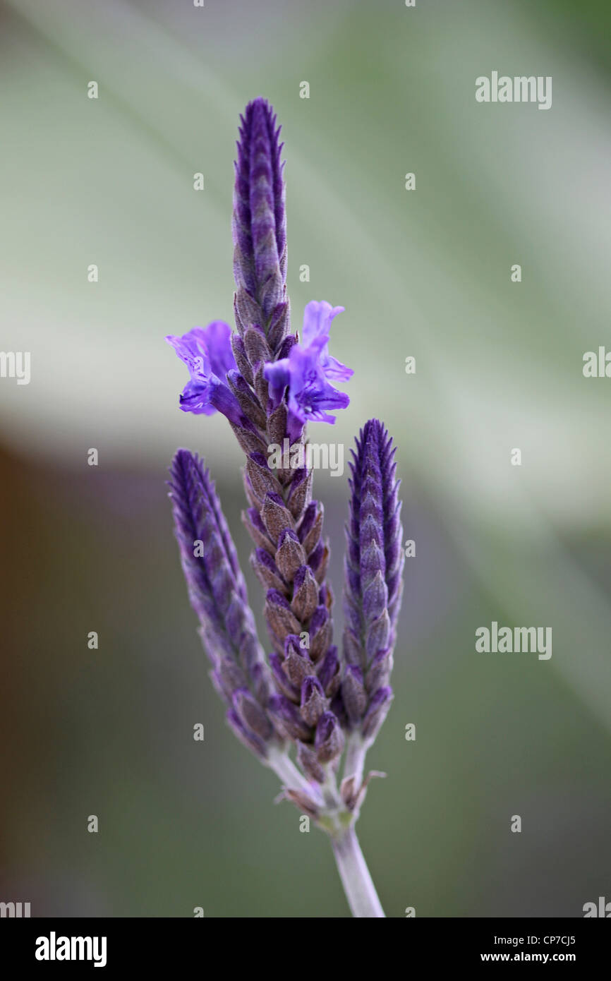 Lavandula pinnata, Lavender, Fernleaf lavender, Blue. Stock Photo