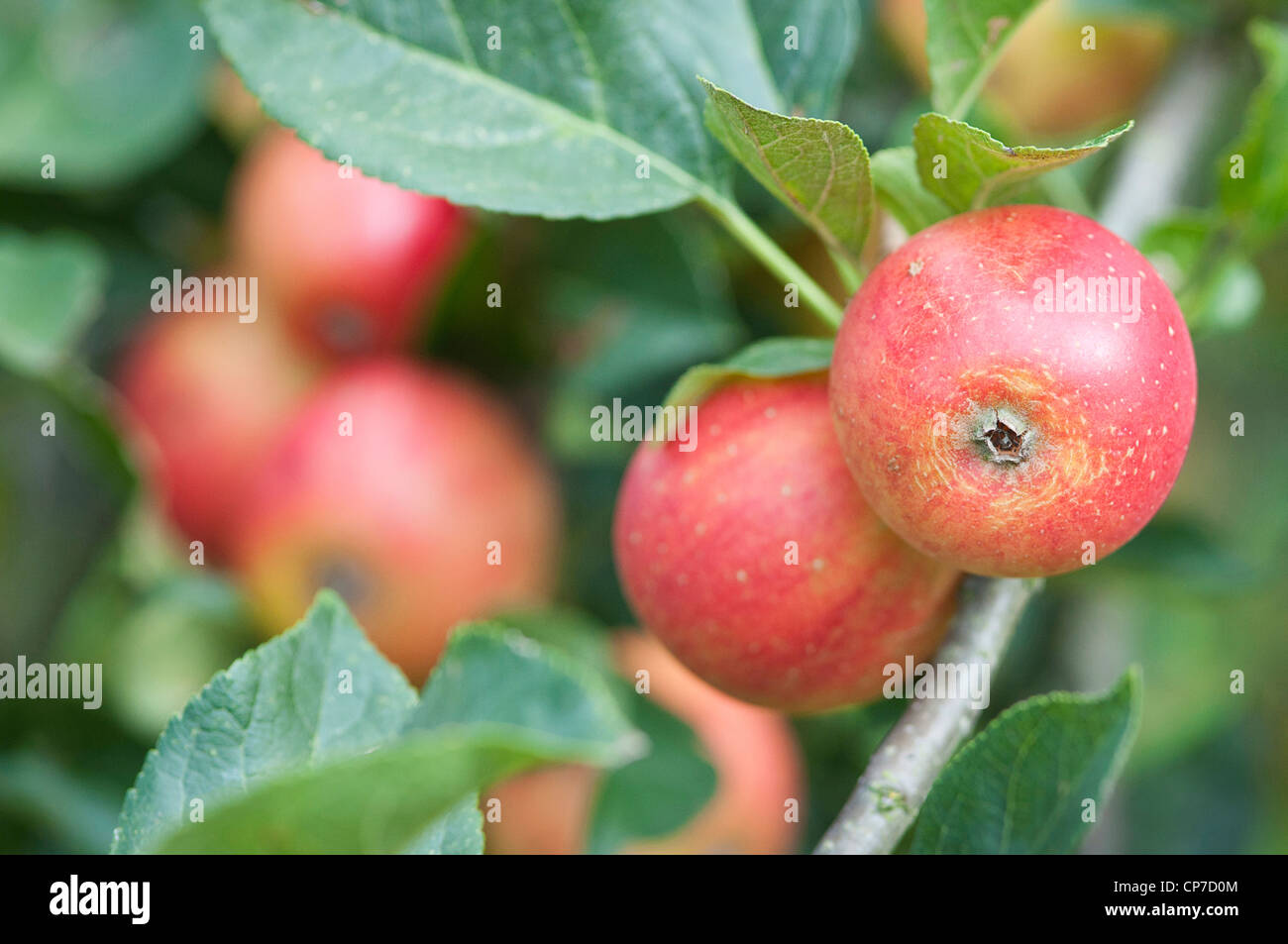 Malus domestica 'Gala', Apple, Red. Stock Photo