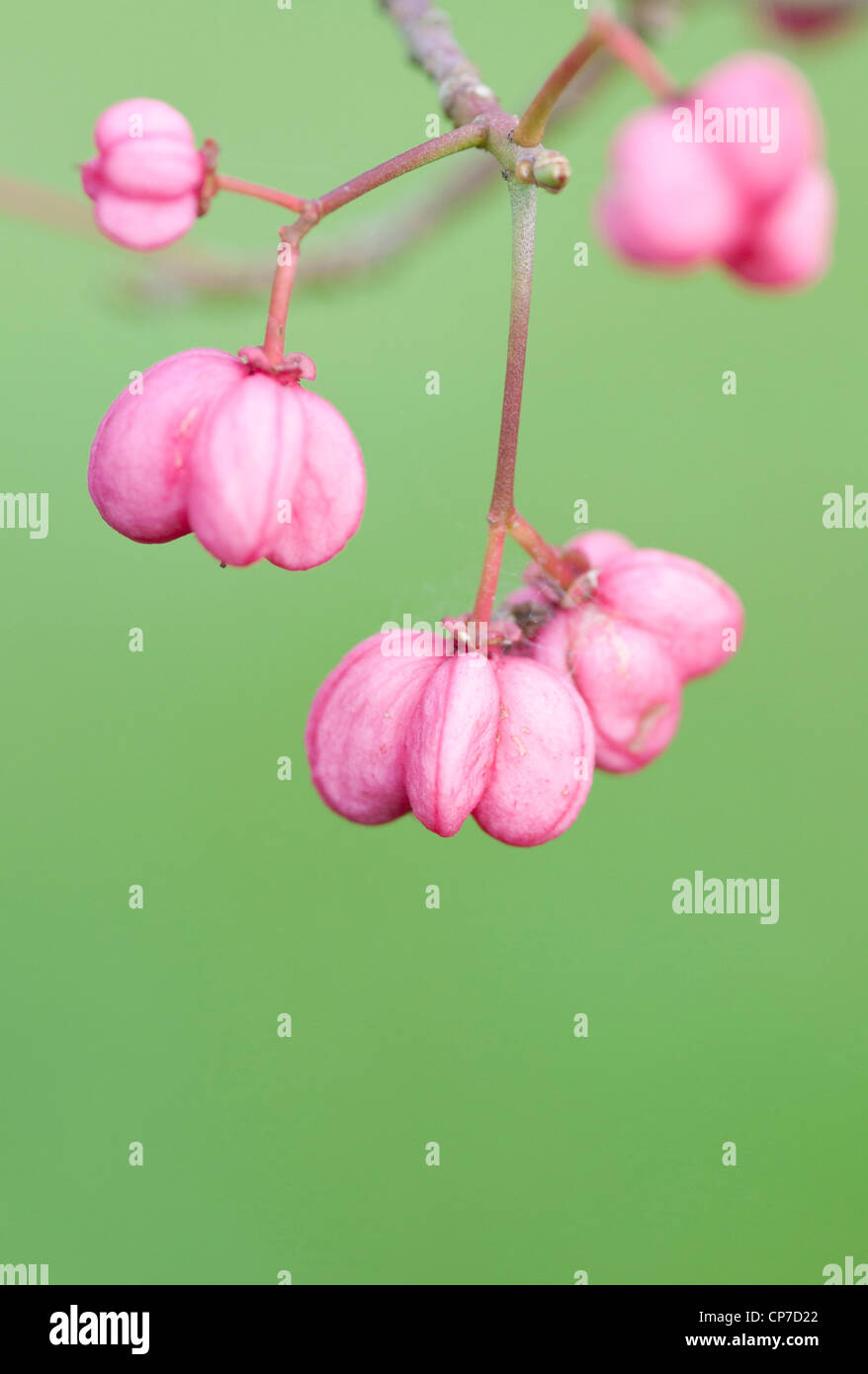 Euonymus hamiltonianus subsp sieboldianus 'Red Elf', Spindle Tree, Pink, Green. Stock Photo