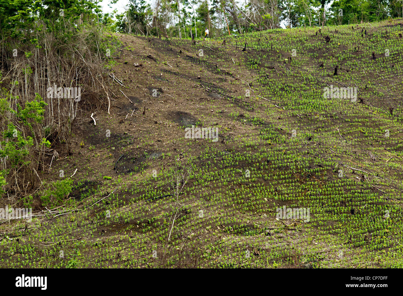 Slash and burn cultivation in Western Ecuador, steep slope cleared and planted with maize seedlings. Stock Photo