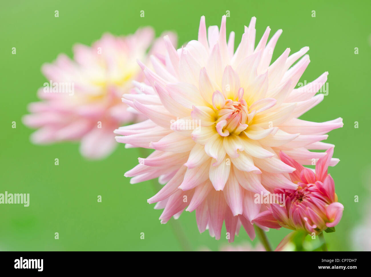 Dahlia melody hi-res stock photography and images - Alamy