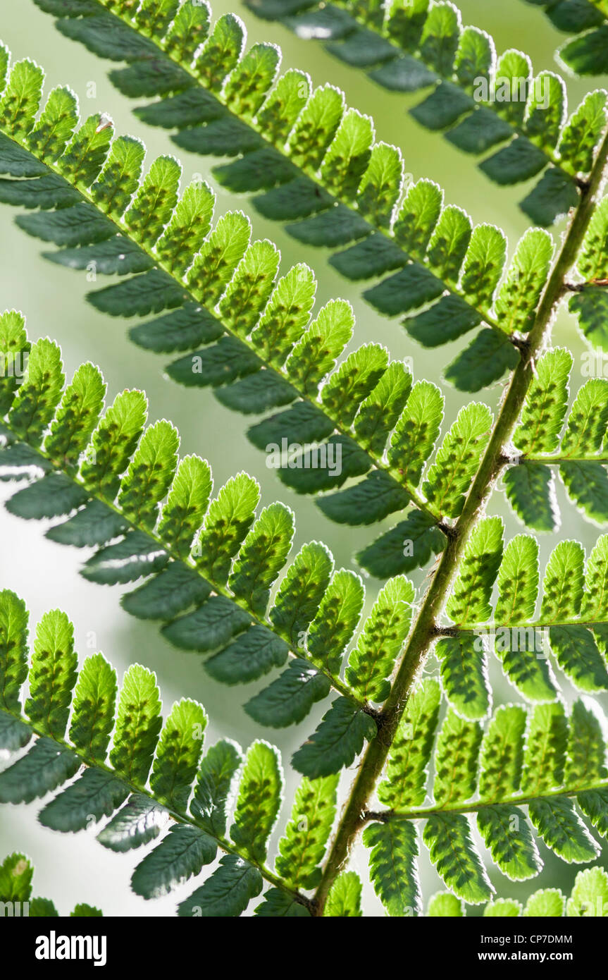 Pteridium aquilinum, Fern, Bracken, The underside of a green frond showing the spores casting a shadow on a white background. Stock Photo