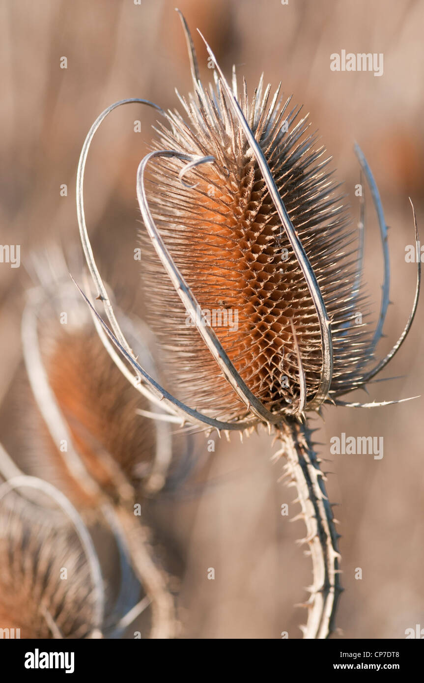 Dipsacus fullonum, Teasel, Brown, Brown. Stock Photo