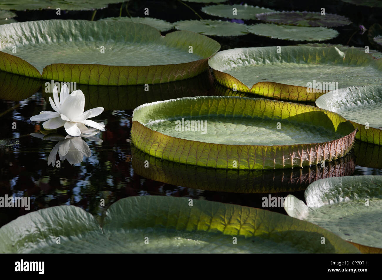 Victoria cruziana, Giant water lily, White flower floating on water among lily pads. Stock Photo