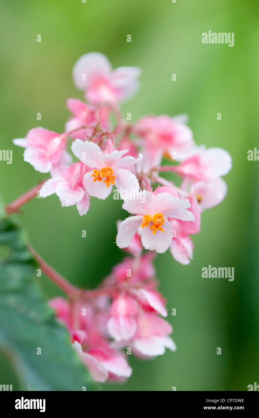 Begonia 'Ginny', Begonia, Pink, Green. Stock Photo
