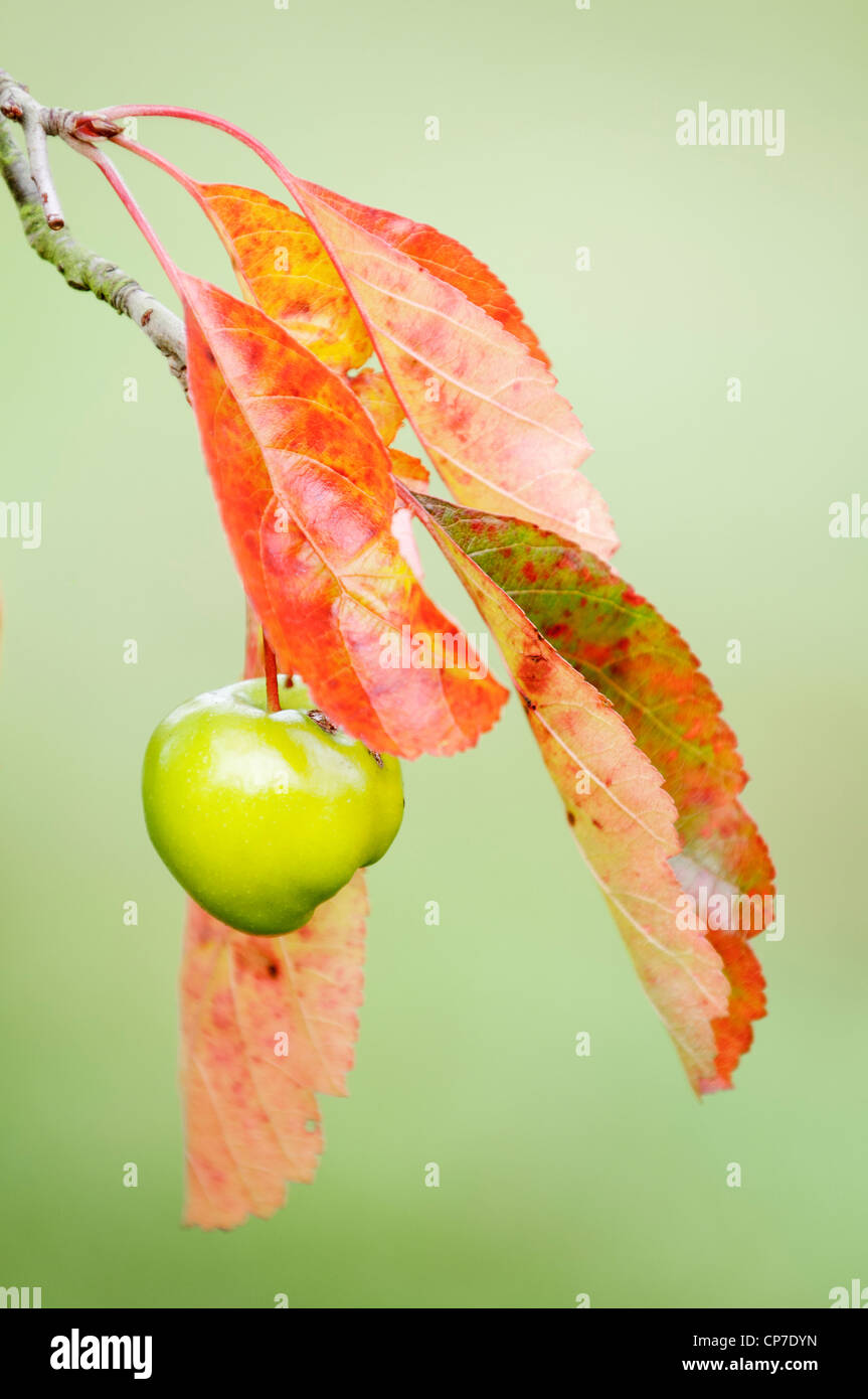 Malus Ioensis, Crab apple, Green, Green. Stock Photo