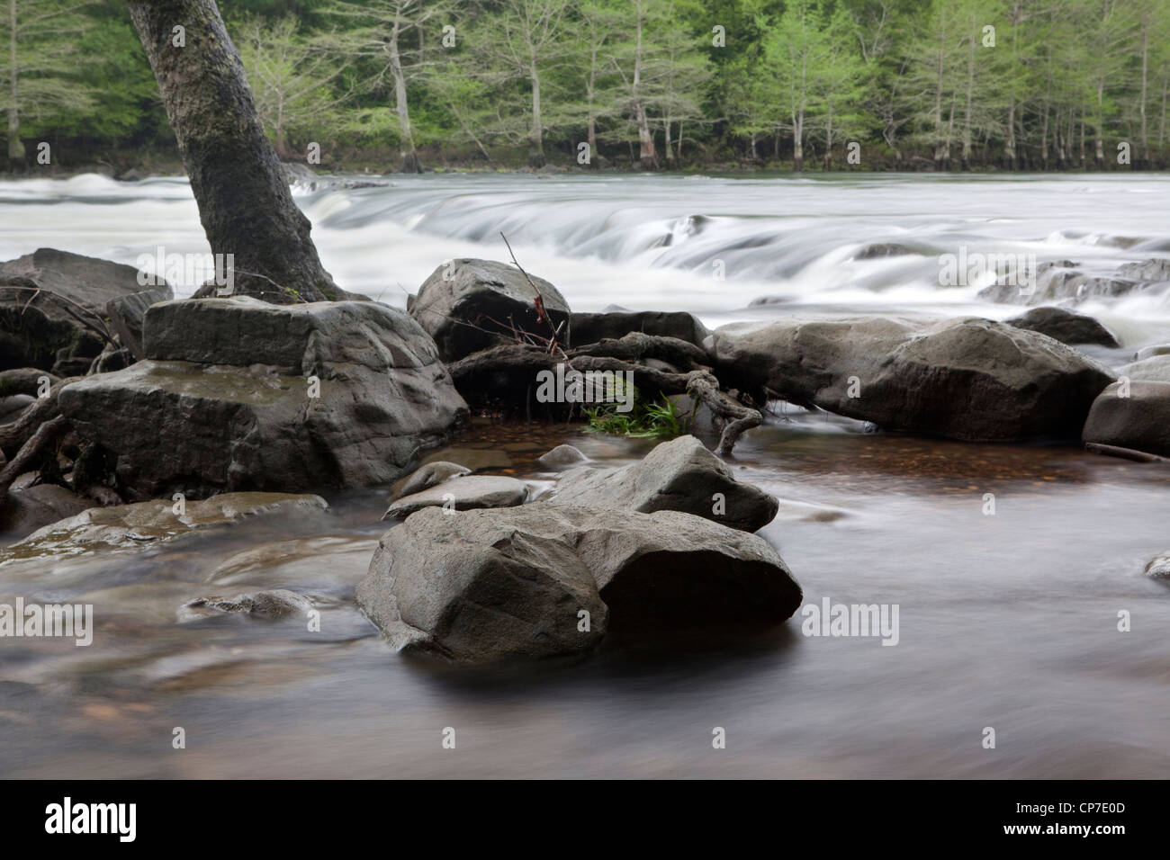 Boulders and pine trees on the Mountain Fork River, Southeastern