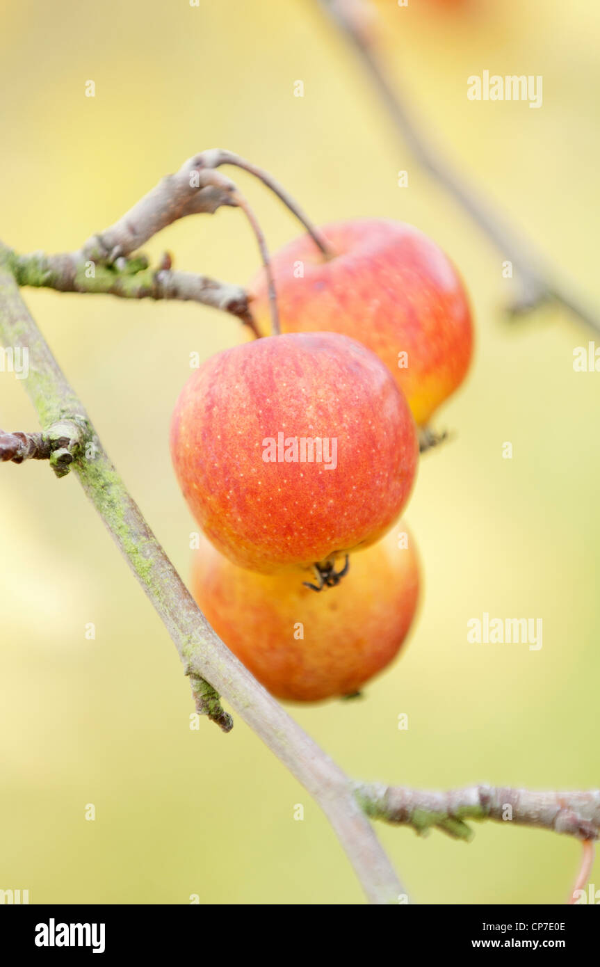 Malus prunifolia var Macrocarpa, Crab apple, Red. Stock Photo