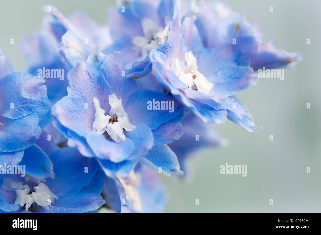 Delphinium elatum 'Morning Lights', Delphinium, Blue. Stock Photo
